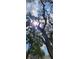 An eye-level perspective of sun shining through gorgeous, mature trees and blue skies at 3914 W Cleveland St, Tampa, FL 33609