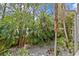 Lush tropical backyard with mature trees and plants providing privacy and shade at 273 Shore Dr, Palm Harbor, FL 34683