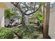 Front yard showcasing a well-maintained lawn, beautiful foliage, and mature trees at 316 5Th N Ave, Safety Harbor, FL 34695