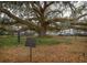 View of the Bolonoff Oak, an ancient and sprawling tree, adding natural beauty to the park setting at 333 Bay Pl, Safety Harbor, FL 34695