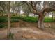 Beautiful view of Philippe Park featuring mature trees and stone terraces, great for outdoor enjoyment at 333 Bay Pl, Safety Harbor, FL 34695