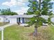 Front exterior of a home featuring a well-kept lawn, small seating area, and a tall pine tree at 3813 Luma Dr, Holiday, FL 34691
