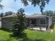 Green backyard view with a decorative tree, manicured lawn, and screened in lanai at 1765 Oak Pond Ct, Oldsmar, FL 34677