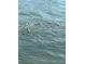 Clear shot of a large group of fish swimming together in open water at 11 Franklin S Ct # C, St Petersburg, FL 33711