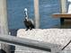 Pelican on a waterfront pier with scenic water views at 11 Franklin S Ct # C, St Petersburg, FL 33711