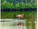 A flamingo wades in a serene body of water against a green backdrop at 2254 Norwegian Dr # 46, Clearwater, FL 33763