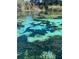 The crystal-clear water view showcases the natural beauty of the surrounding landscape at 6423 Bass Rd, Weeki Wachee, FL 34607