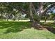 Backyard view featuring a large tree, landscaping, and golf course in the background at 4175 Northmeadow Cir # 4175, Tampa, FL 33618