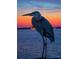 Heron perched against a stunning sunset backdrop, creating a serene scene at 1379 Pine St, Clearwater, FL 33756