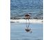 A flamingo is reflected in the tranquil ocean waters at 1379 Pine St, Clearwater, FL 33756