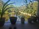 A peaceful pond view through lush greenery and potted plants on the lanai at 1400 Gandy N Blvd # 708, St Petersburg, FL 33702