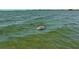 A dolphin swimming in the ocean waters at 2417 Sunset Vista Dr, Spring Hill, FL 34607