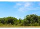 Lush green trees and wild vegetation in a scenic landscape view at 4220 Barletta Ct, Wesley Chapel, FL 33543