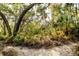 Lush greenery and diverse plant life create a serene and inviting natural landscape at 1211 64Th Nw St, Bradenton, FL 34209