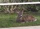 Beautiful buck lying in the lush green grass near the house, enjoying the Florida sunshine at 5216 Kernwood Ct, Palm Harbor, FL 34685