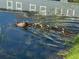View of ducks with ducklings swimming in pond, adding to the charm of this Gathering-friendly neighborhood at 6304 Parkside Meadow Dr, Tampa, FL 33625
