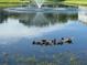 Scenic pond featuring a central fountain and ducks, providing a tranquil and picturesque neighborhood backdrop at 6304 Parkside Meadow Dr, Tampa, FL 33625
