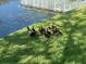 View of ducks with ducklings alongside the pond bank, enhancing the community's natural appeal at 6304 Parkside Meadow Dr, Tampa, FL 33625