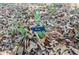 Close up of ground cover bed of aloe plants, labeled with small black signs in the garden at 2710 8Th N Ave, St Petersburg, FL 33713