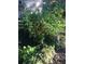 Lush garden with flourishing tomato plants in a unique tree stump planter at 10502 Atlee St, New Port Richey, FL 34654
