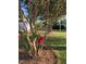 Serene backyard view with mature flowering tree, lush green lawn, and charming gazebo at 1799 N Highland Ave # 170, Clearwater, FL 33755