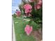 Charming pink flowering tree adding curb appeal to the community street view at 1799 N Highland Ave # 170, Clearwater, FL 33755