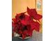 Festive poinsettia plant in a decorative pot, adding holiday cheer to the home at 1799 N Highland Ave # 170, Clearwater, FL 33755