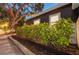 Home exterior featuring a green privacy hedge and mature tree at 847 Highland N St, St Petersburg, FL 33701