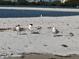 Picturesque beach scene featuring three elegant royal terns standing on white sands at 855 Bayway Blvd # 703, Clearwater Beach, FL 33767