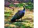 A beautifully plumaged peacock standing on a grassy lawn amidst fallen leaves at 3529 Tanglewood Trl, Palm Harbor, FL 34685