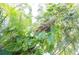 Lush tropical palm tree with green variegated leaves creating a peaceful outdoor scene at 320 Crosswinds Dr, Palm Harbor, FL 34683