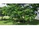 Shady backyard spot with mature trees and a Gathering of ducks enjoying the cool grass at 16505 Lake Heather Dr, Tampa, FL 33618
