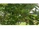 Close-up of a tree with custard apples growing amongst vibrant green foliage at 16505 Lake Heather Dr, Tampa, FL 33618