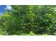 Image showcases the lush foliage and fruit of a beautiful backyard tree at 16505 Lake Heather Dr, Tampa, FL 33618