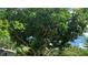 The image presents a mature mango tree, promising homegrown delights at 16505 Lake Heather Dr, Tampa, FL 33618