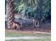 Two beautiful deer standing under the shady trees in the landscaped yard at 4872 Silverthorne Ct, Oldsmar, FL 34677