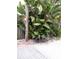 Image showcasing tropical foliage and greenery, with a wooden fence and partially visible deck at 14555 N Bayshore Dr, Madeira Beach, FL 33708