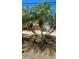 A tropical view of the home showing its palm trees and circular brick paver driveway at 4772 Dover Ne St, St Petersburg, FL 33703