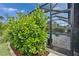 The pool is accessible from the backyard and protected by lush green bushes at 3603 Woodmont Dr, Parrish, FL 34219