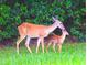 Beautiful image of a deer and fawn grazing in the community's green space at 4690 Wrentham Pl, Palm Harbor, FL 34685