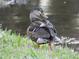 Backyard wildlife: Duck perched on the riverbank at 4690 Wrentham Pl, Palm Harbor, FL 34685