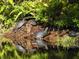 Backyard wildlife: turtles basking in the sun near the water's edge at 4690 Wrentham Pl, Palm Harbor, FL 34685