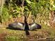 Backyard wildlife: Anhinga, also known as snakebird, perched by the river at 4690 Wrentham Pl, Palm Harbor, FL 34685