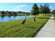 Beautiful pond view with Sandhill Cranes on the green lawn in a community with walking trails at 12831 White Bluff Rd, Hudson, FL 34669