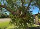 Unique, mature tree graces the front yard of this home at 1503 12Th Se Ct # 1503, Largo, FL 33771