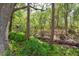 This backyard has a small creek running through a wooded area with lush green ferns at 3906 Floyd Rd, Tampa, FL 33618
