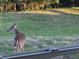 Backyard view of a deer grazing in the grassy yard through the window at 4012 Woodacre Ln, Tampa, FL 33624