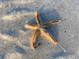 Close-up of a starfish on the sand at 1115 Rue Des Chateaux # 2B, South Pasadena, FL 33707