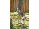 Sandhill cranes in a yard at 2604 Clareside Dr, Valrico, FL 33596