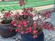 Potted flowering plants near the tennis court at 1693 Fry Ct, Dunedin, FL 34698